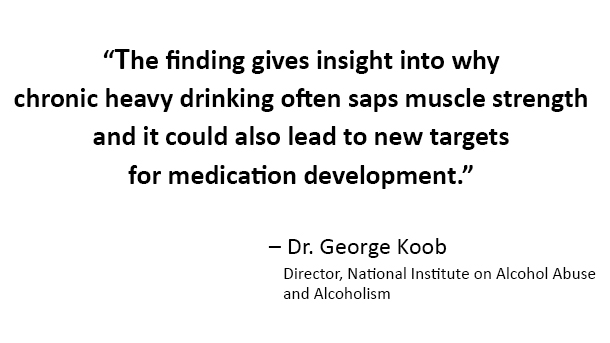 The finding gives insight into why chronic heavy drinking often saps muscle strength and it could also lead to new targets for medication development, said Dr. George Koob, director of the National Institute on Alcohol Abuse and Alcoholism