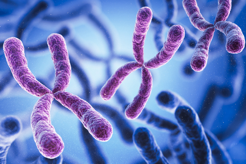 Artist’s illustration chromosomes