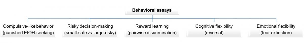 Behavioral assays: Compulsive-like behavior, Risky decision-makeing, Reward learning, Cognitive flexibility, and Emotional flexibility