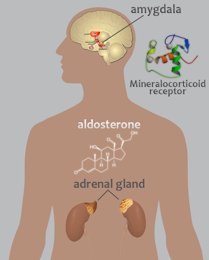 Illustration of a human body shows location of the amygdala and pathway of aldesterone.