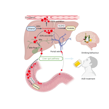 The image is a scientific illustration of the gut-liver axis components. The text reads: A liver–gut axis involved in systemic AcH clearance and voluntary alcohol drinking.