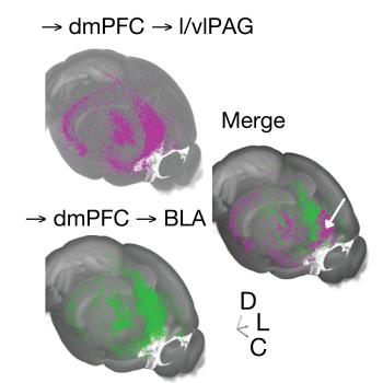 prefrontal cortex brain slide images