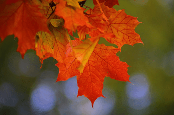 Photo of red leaves on a tree