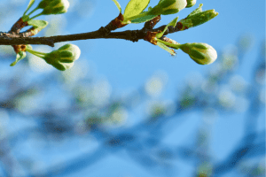 decorative image of spring blossoms